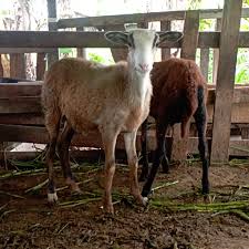 Description or Alt Text