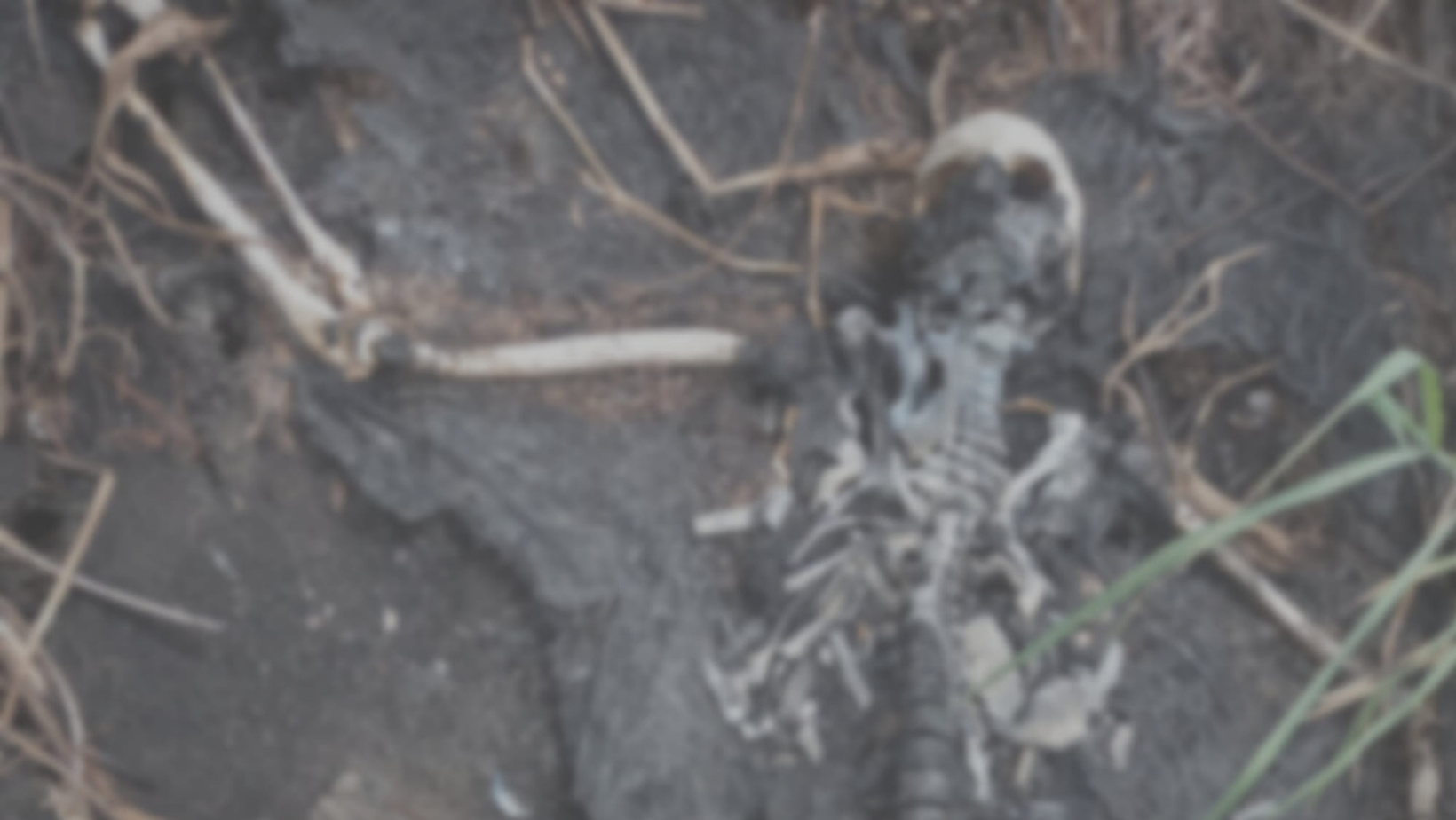 Description or Alt Text