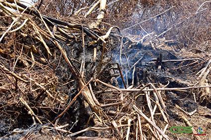 Description or Alt Text