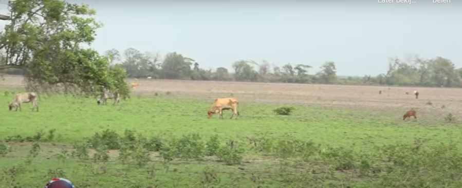 Net Binnen, Nickerie, Landbouw Veeteelt en Visserij