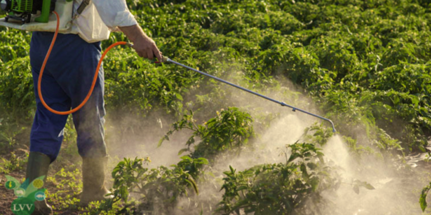 Description or Alt Text