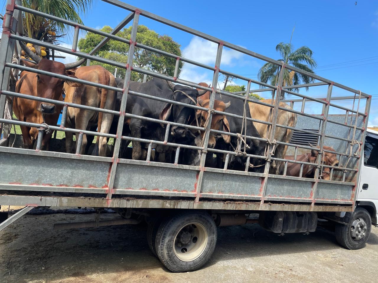 Description or Alt Text