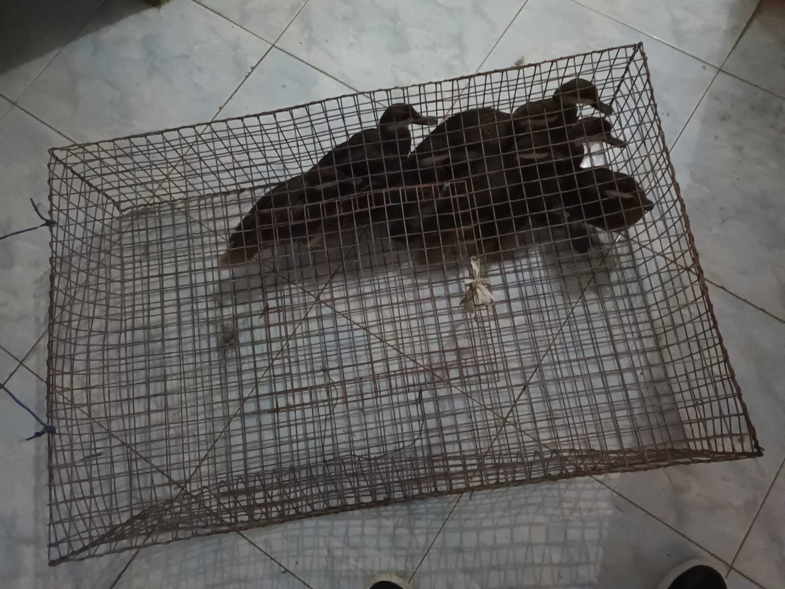 Description or Alt Text