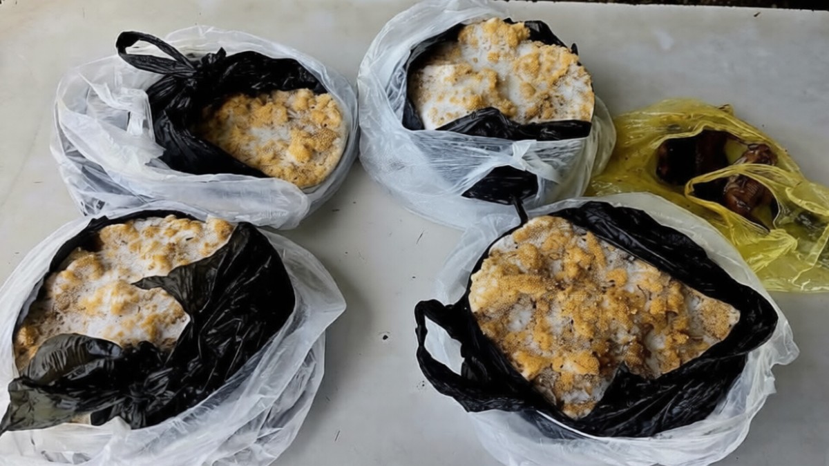 Description or Alt Text